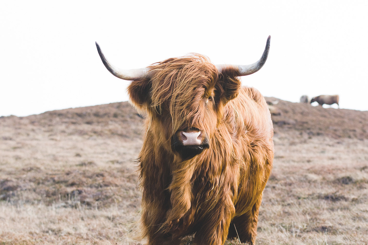 
                  
                    Highland Cow Print
                  
                