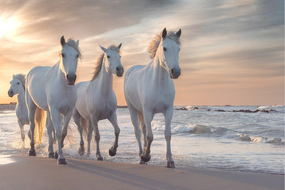 White Horses Print