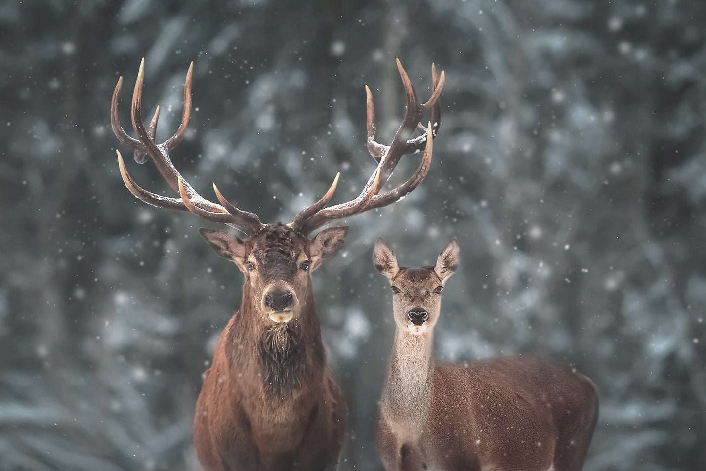 
                  
                    Deer Print
                  
                