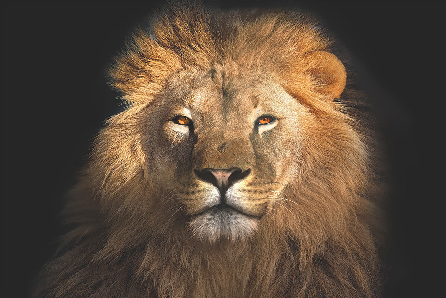 
                  
                    Lion Headshot Print
                  
                