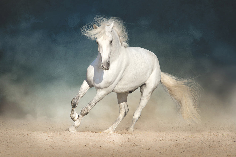 
                  
                    White Horse in Dust Print
                  
                