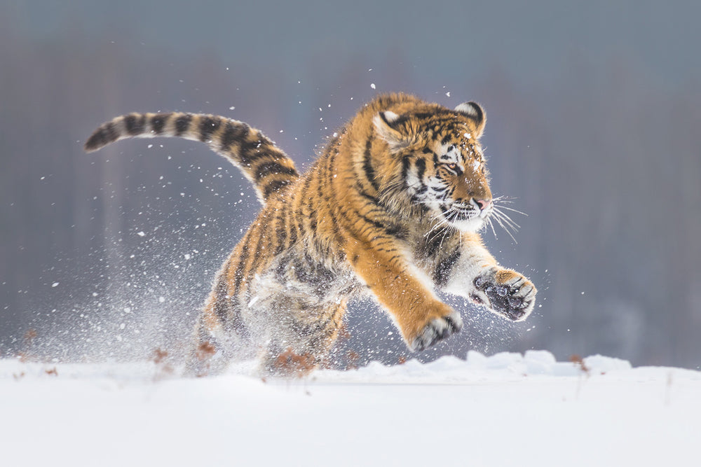 Siberian Tiger Print