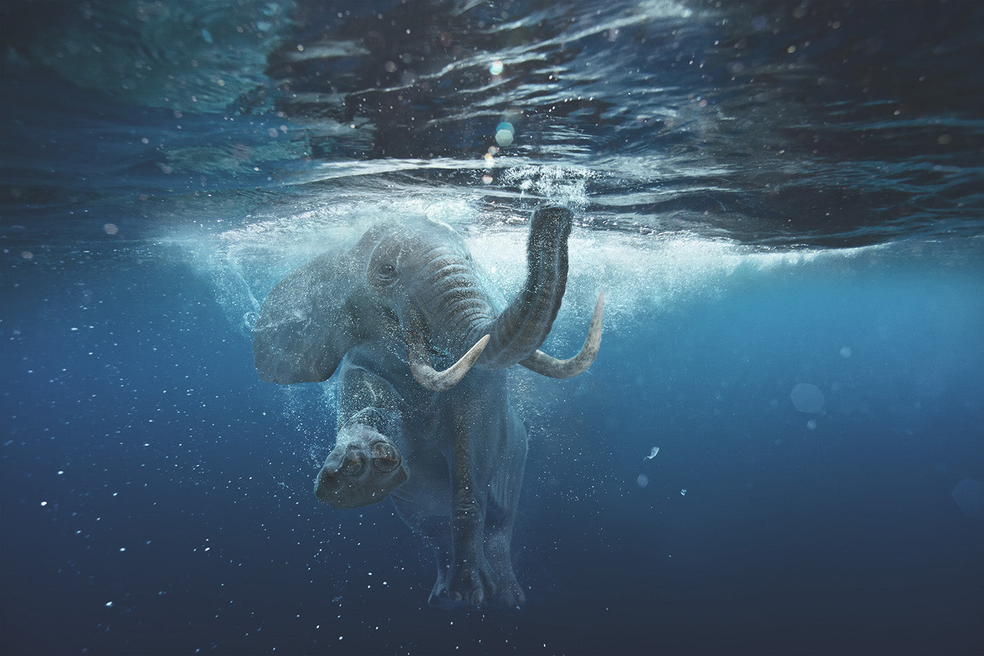 
                  
                    Swimming Elephant Print
                  
                