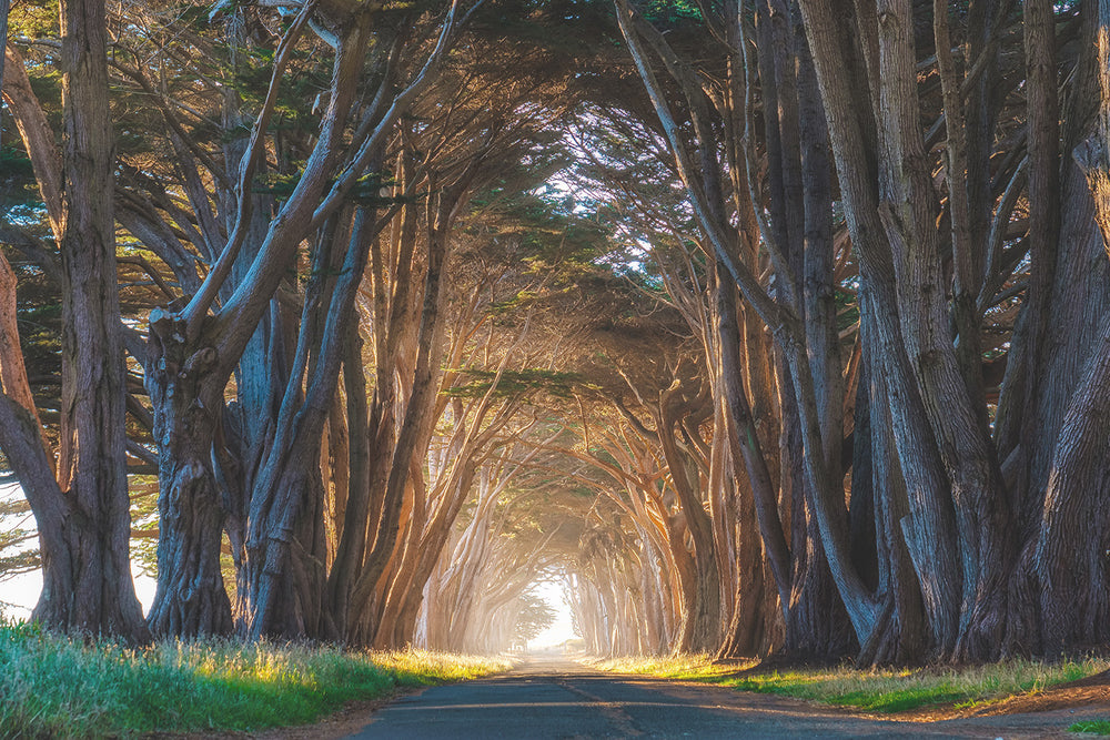 
                  
                    Cypress Tree Tunnel Lightview II
                  
                