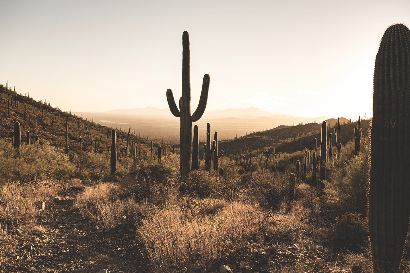 
                  
                    Silhouetted Saguaro Cactus
                  
                