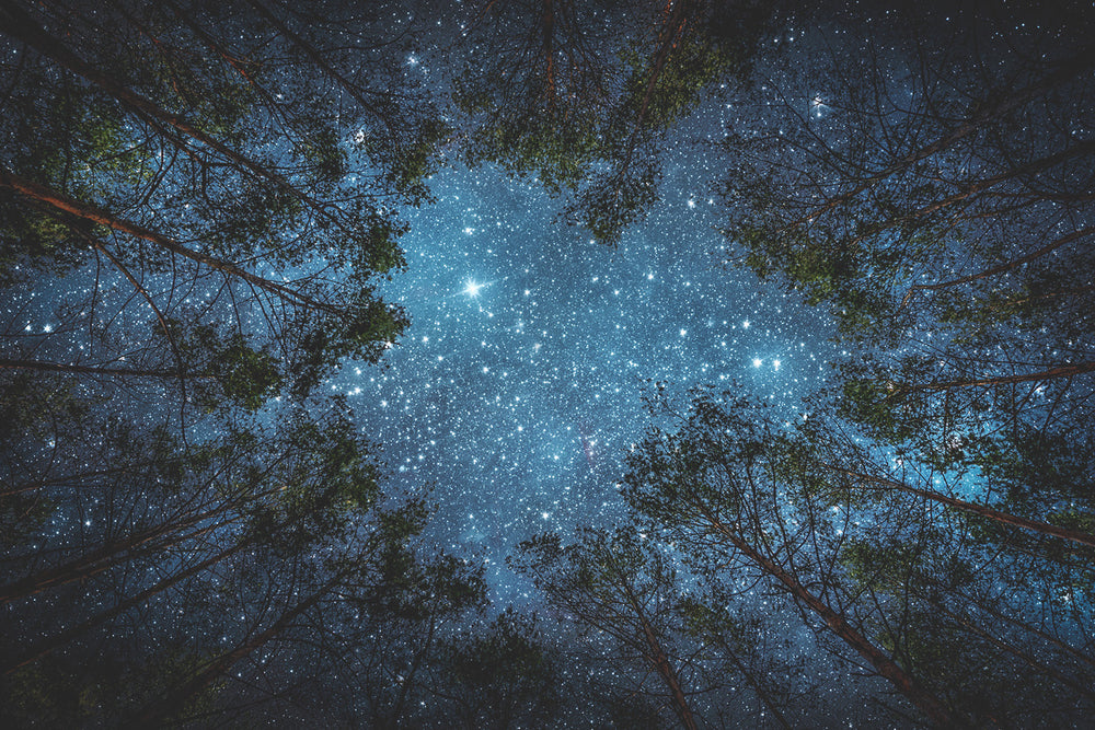 
                  
                    Stars in the Forest
                  
                